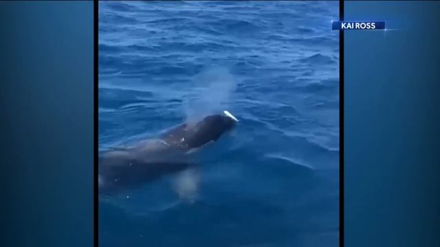 Dramatic video of killer whales attacking boats in Spain смотреть онлайн