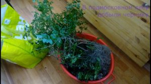 Голубика, черника, брусника и клюква в саду. Первый год.