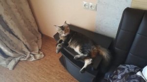 Мейн Кун 5 месяцев !