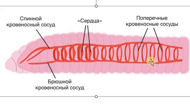 Видеоурок Гришечкина смотреть онлайн