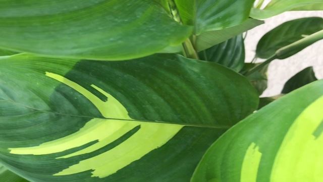 Ctenanthe Golden Mosaic