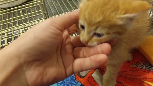 Новый гость - рыжий котенок / New guest - ginger kitten смотреть онлайн