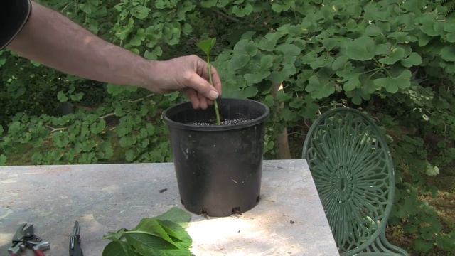 How to Propagate Hydrangeas from Cuttings - Rooting Hydrangea Cuttings Step by Step смотреть онлайн