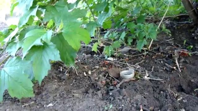 Выгул крыс на природе! смотреть онлайн