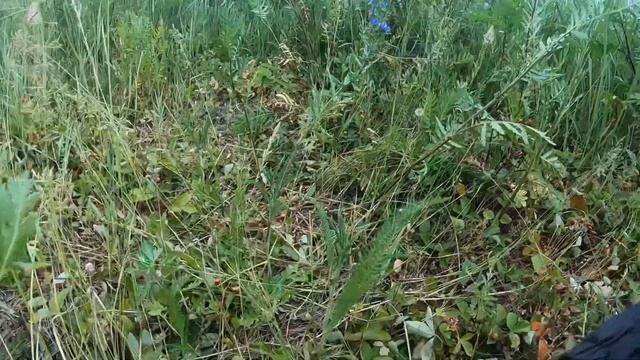 Собираем землянику в Липецкой Области. #GoProHERO7BLACK