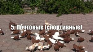 Необычные породы голубей