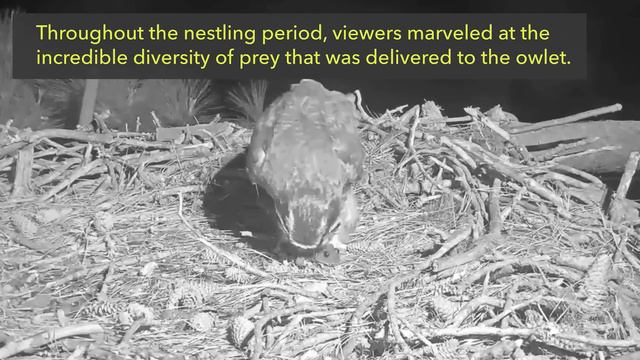 2022 Savannah Great Horned Owl Cam Season Highlights | Skidaway Audubon | Cornell Lab смотреть онлайн