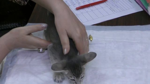 Прием в проф. клубах кошек PCA 07.07.2018г смотреть онлайн