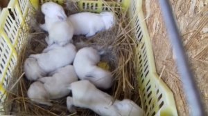 Как сделать поилки для кроликов?