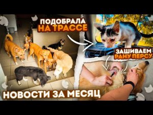 НОВОСТИ ЗА МЕСЯЦ! Видео удалила. Продали тренажеры. Подобрала котенка Луну. Лечим Бориса и Перса.