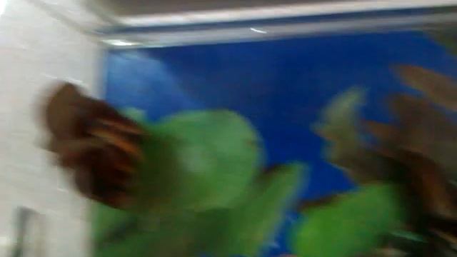 Ахатины (ахатина фулика) смотреть онлайн