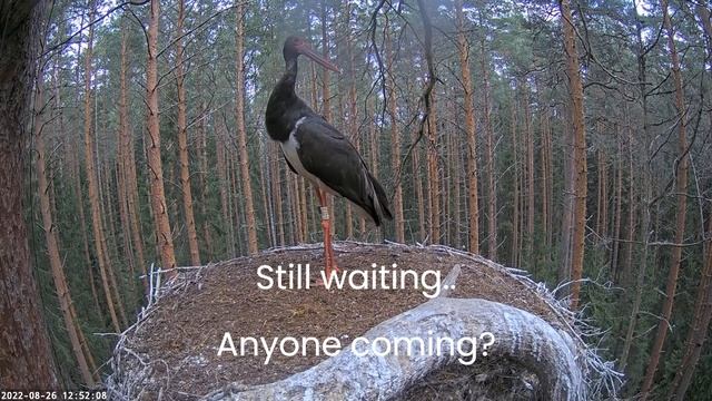 Must-toonekurg:ciconia Nigra: Karl II Is Ready To Say Goodbye? Waba Comes For Feeding!