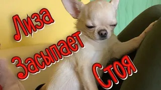 Чихуахуа. Лиза засыпает стоя. смотреть онлайн