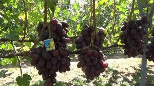 Самая крупноплодная форма винограда - Алвика