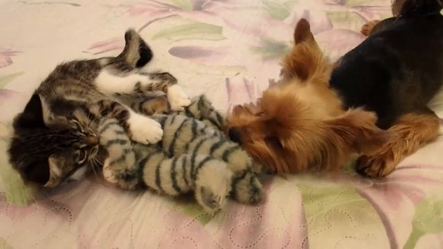 Как подружить котенка с собакой. Игры котенка и собаки. Котенок Ватсон в гостях у собаки. смотреть онлайн