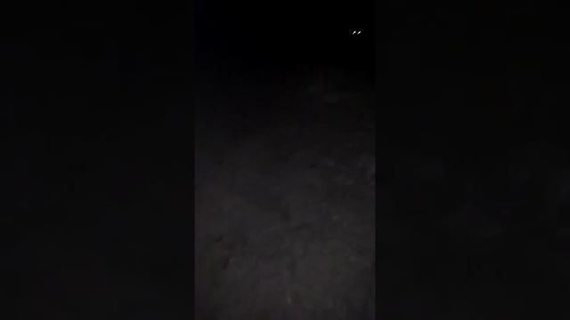 Кормлю дикую лису! смотреть онлайн