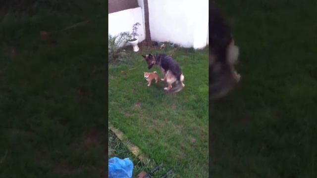 Marley the shiba inu playing in the garden смотреть онлайн