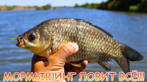 Мормышинг ловит ВСЁ!!! Шнур или Эстер? Что для мормо выбрать?