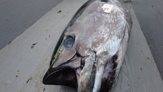 San Diego Sportfishing Report | Bluefin Tuna Grind, Long Range Wahoo, Kayak Mothership Trip | SDFS смотреть онлайн