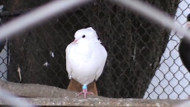 Голуби бойные - полный обзор смотреть онлайн