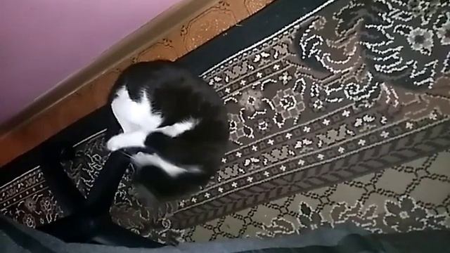 ПАМЯТИ НАШЕГО КОТА.кот ФЕЛИКС. Наш любимый котик.ЭТИМ летом он пропал. смотреть онлайн