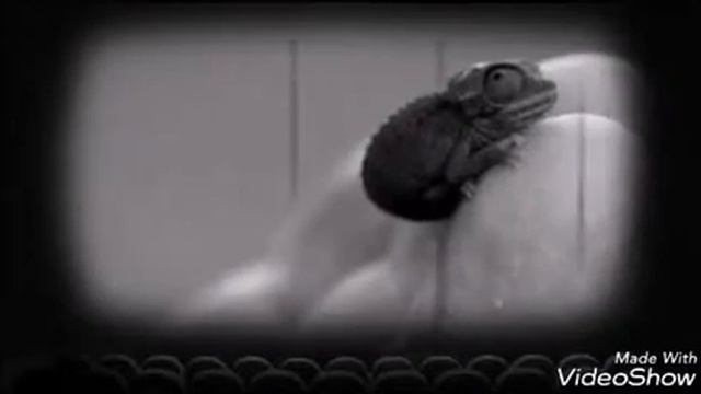 Топ самых маленьких животных. смотреть онлайн