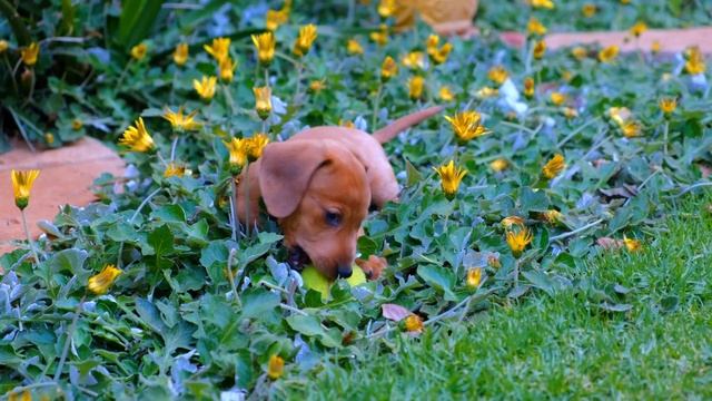 Дикие и домашние звери, попавшие в объектив в необычных ситуациях смотреть онлайн