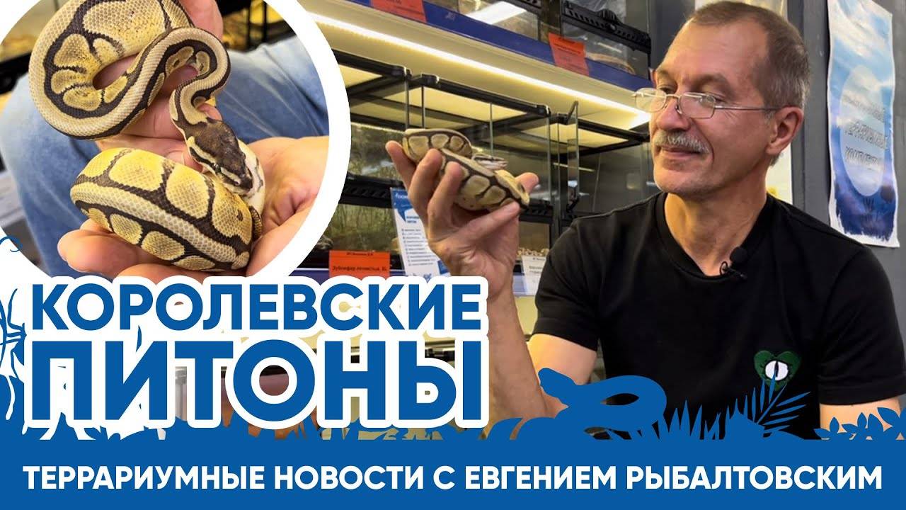 Королевские питоны. Террариумные новости с Евгением Рыбалтовским. смотреть онлайн