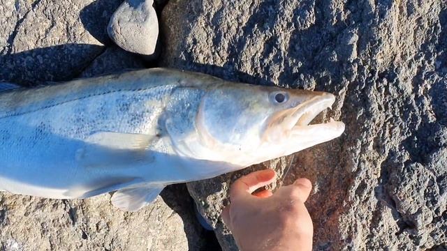 Рыбалка Балхаш 03.06.2020г смотреть онлайн