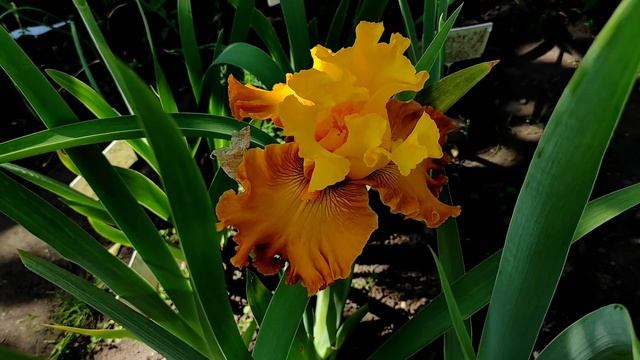 14 июня 2022 г. Касатики в полном расцвете... смотреть онлайн