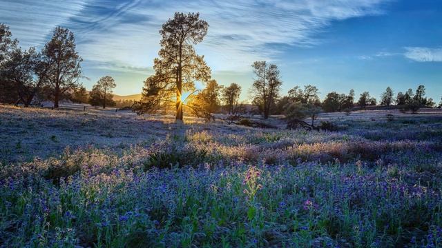 Christoffer Franzen. Stardust