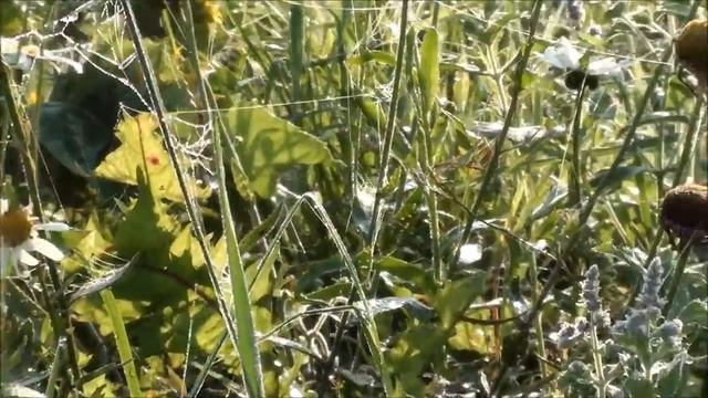 Солнце купается в Росах... смотреть онлайн