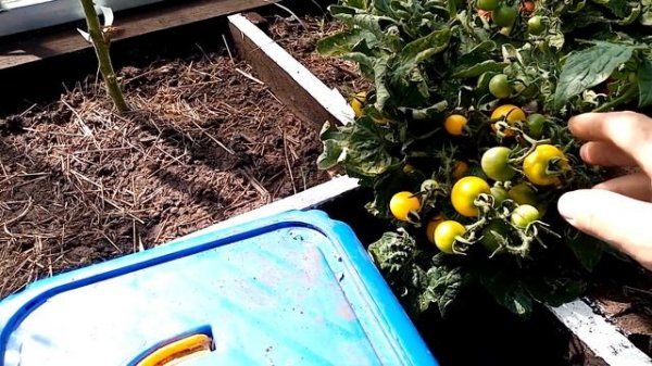 Томаты черри!Cherry tomatoes!