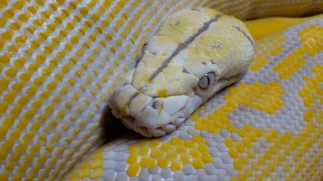 Purple Albino Goldenchild 50% dwarf 0.1 Reticulated python close up смотреть онлайн