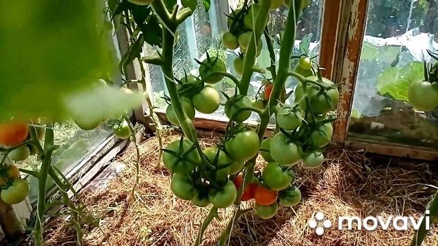 Гибриды томатов: Декабрист, Золотая тёща от Садов России. Обзор, дегустация. смотреть онлайн