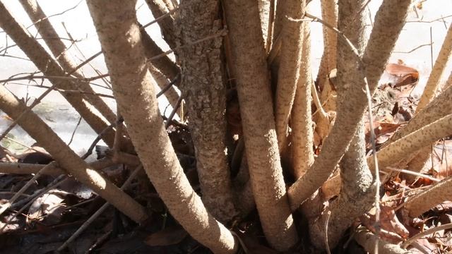 How to Prune Forsythia смотреть онлайн