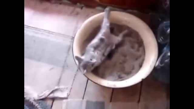 Том и джери когда том был молодой смотреть онлайн