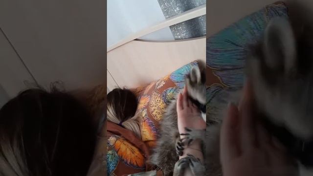Енотиха игруля ? смотреть онлайн
