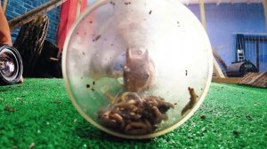 Что СТАЛО с БЕЛОЧКОЙ, КОТОРУЮ СПАСЛИ? МЕСЯЦ СПУСТЯ!