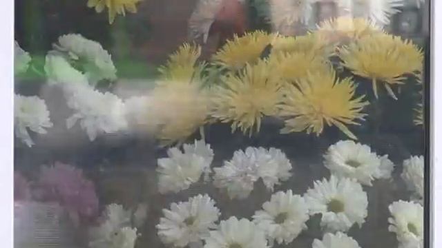 Афонтово: Цветочный бизнес на 8 марта