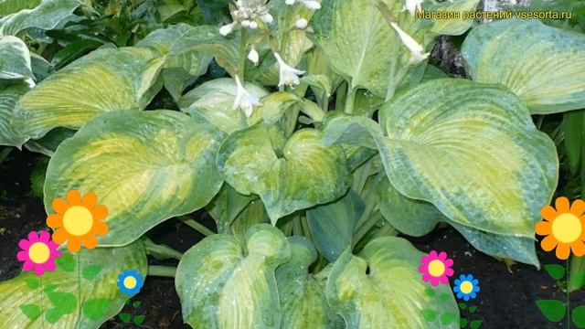 Хоста гибридная Джордж Смит. Краткий обзор, описание характеристик hosta hybrida Georg Smith смотреть онлайн