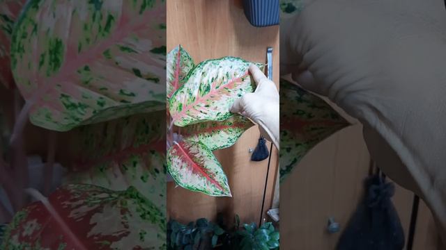 Аглаонемы 10карат/20 карат/блэк 10 карат/свит дрим/новый гибрид триколор.