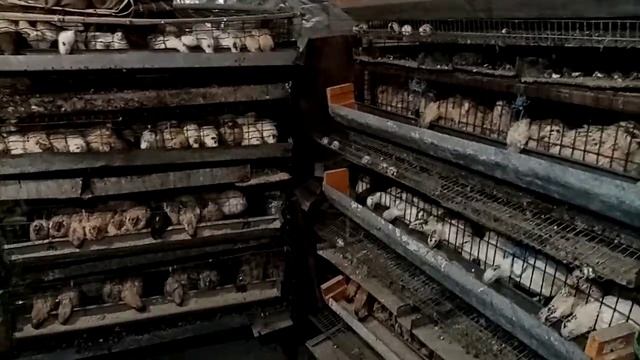 Мало кто вам это расскажет! У какой породы кроликов больше выход мяса. смотреть онлайн