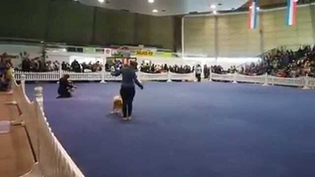 Steinunn´s Kennel BOB Heroe Steinunn´s Brími Doppel CACIB Tulln 2018 RING OF HONOUR смотреть онлайн