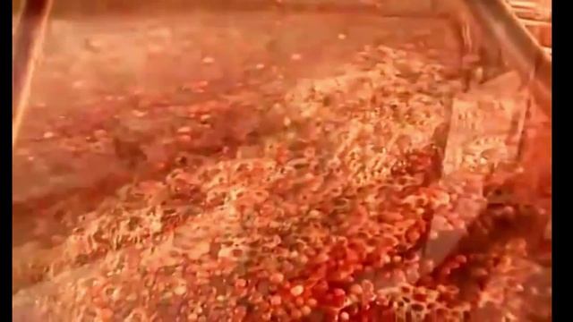 Ягода клюква выращивание и сбор в промышленном масштабе