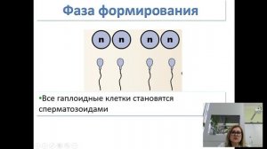 биология 10 класс. Образование половых клеток. Оплодотворение. Учитель Седых Е.В.