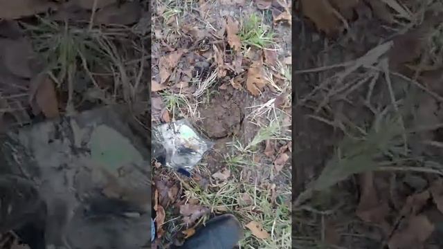 Metal Detecting With Whites MXT