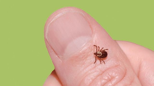 7 простых вещей, которые надо знать о клещах! смотреть онлайн