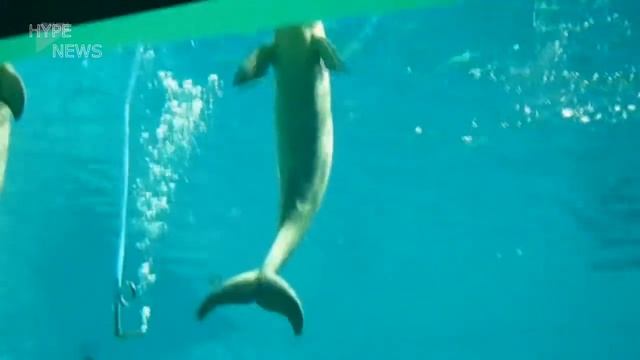 дресированные ДЕЛЬФИНЫ КУРЯТ КАЛЬЯН смотреть онлайн