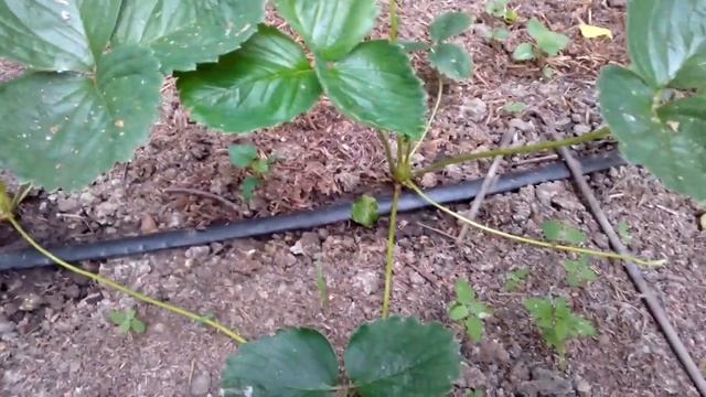 Клубника! Что делать с усами удалять или оставлять ? смотреть онлайн